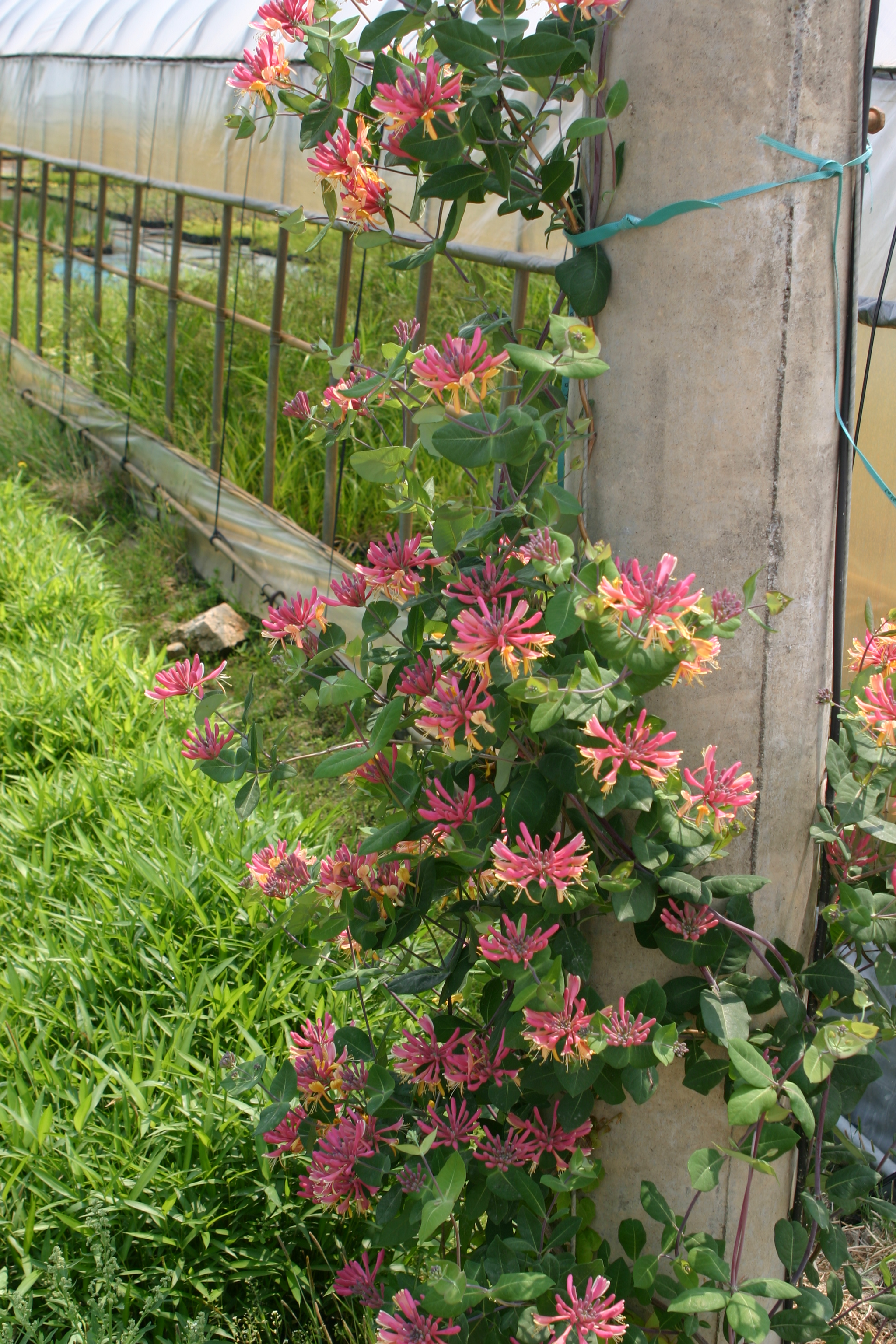 Lonicera periclymenum 'Belgica'